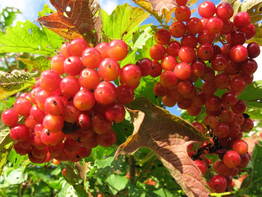 Калина обыкновенная Вигоровская