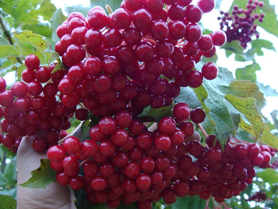 Калина белорусская