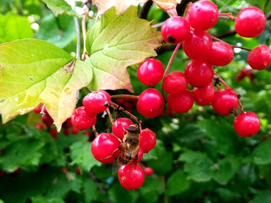 Калина обыкновенная Viburnum opulus