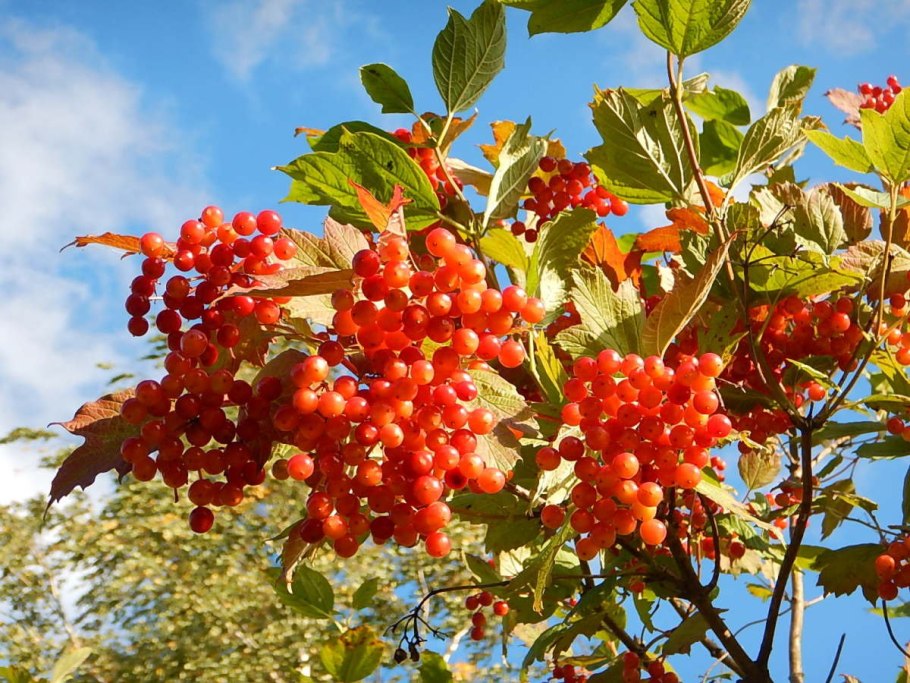 Калина красная Калина горькая песня текст