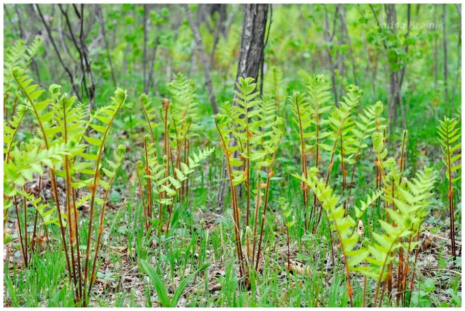 Позиция spectabilis