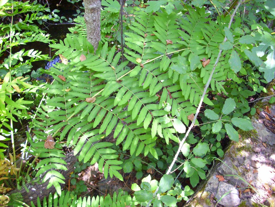 Osmunda cinnamomea