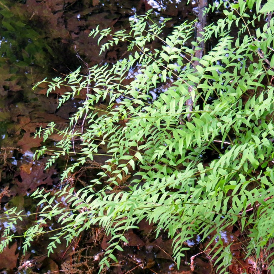 Осмунда клейтониана 'Osmunda claytoniana'