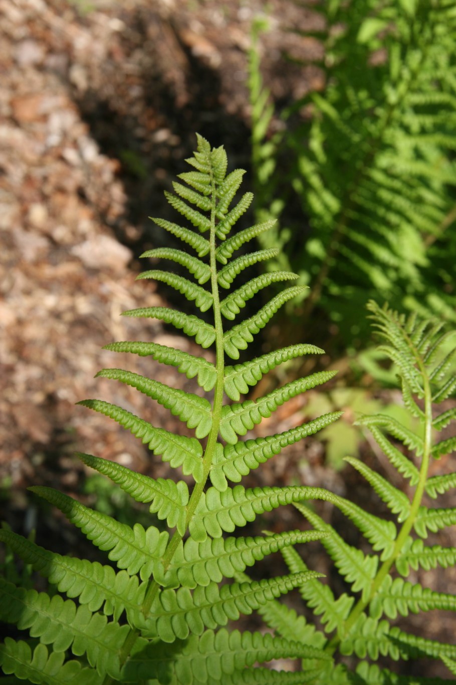 Osmundanamolar (Osmundales