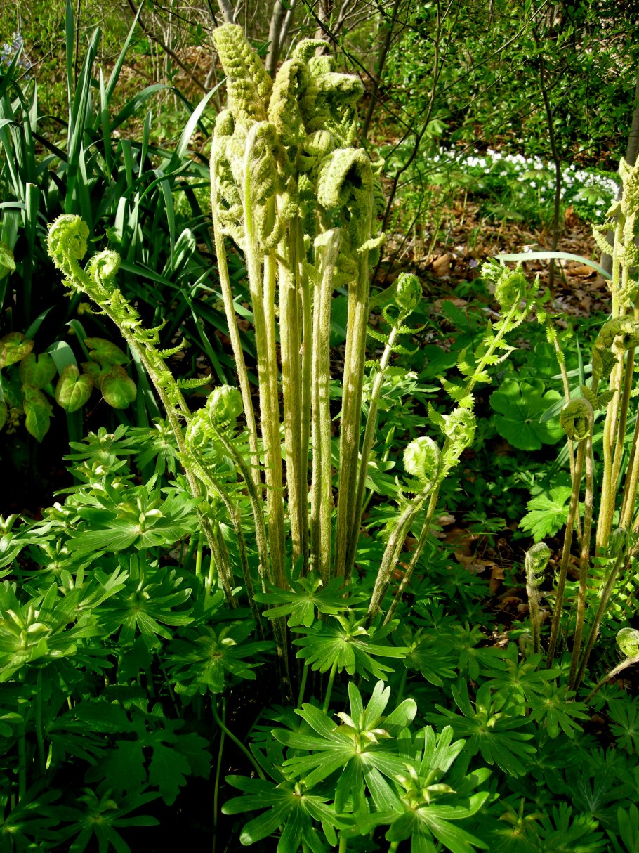 Спорангий Osmunda regalis