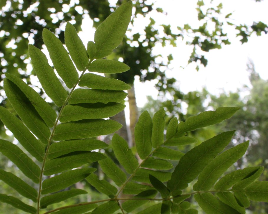 Папоротник Осмунда Королевская в дендропарке Ижевск