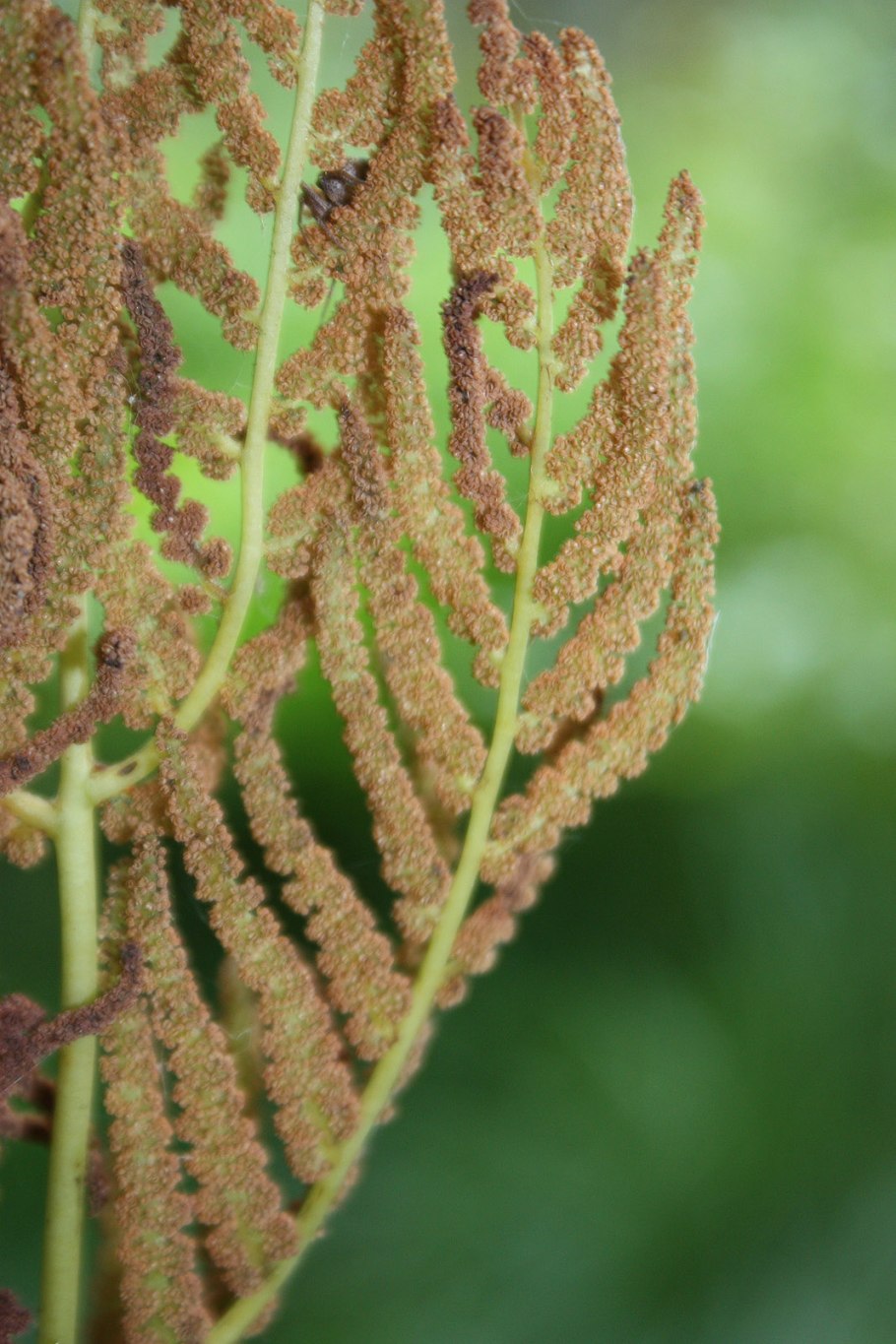 Adenophorus hymenophylloides