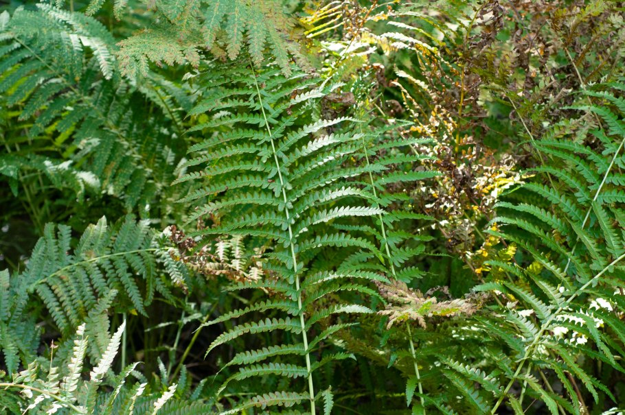 Корни папоротника Осмунда