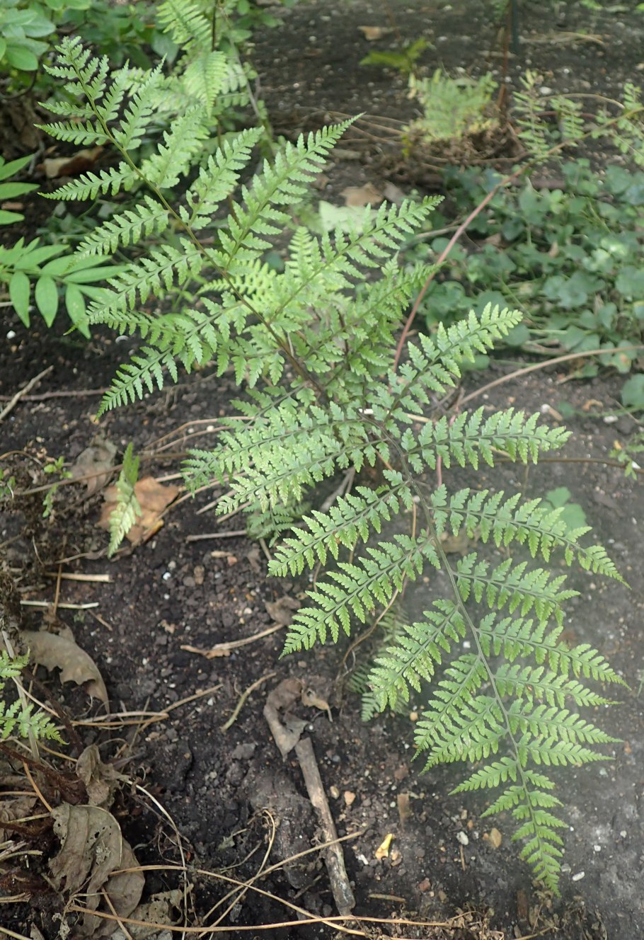 Спорангий Osmunda regalis