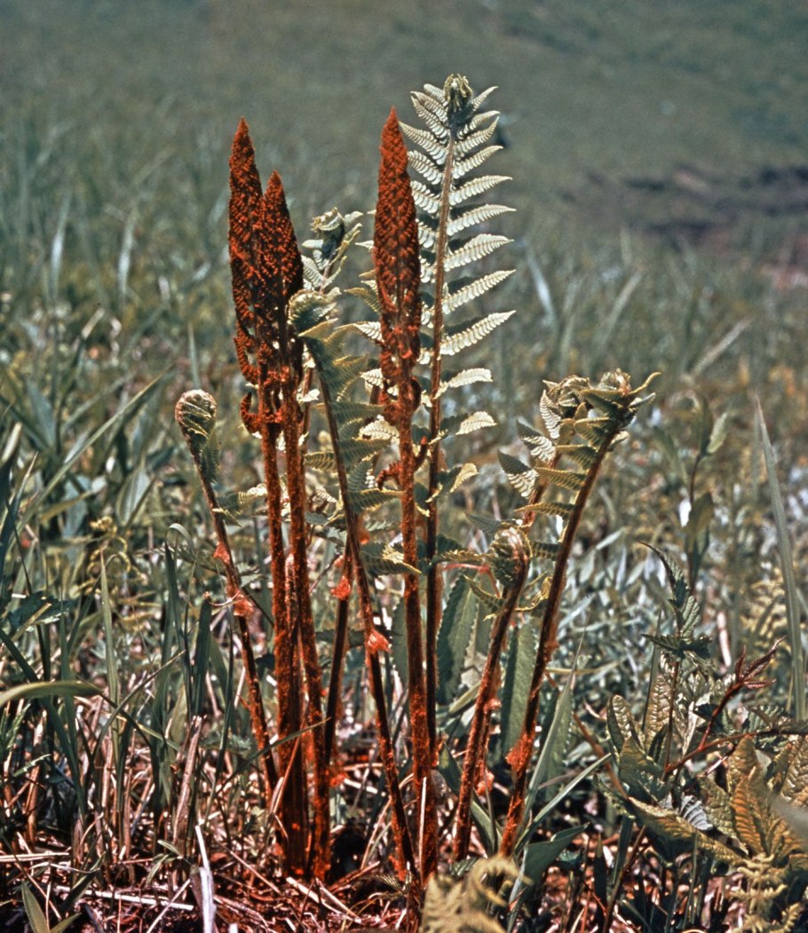 65. Осмунда азиатская Osmunda cinnamomea