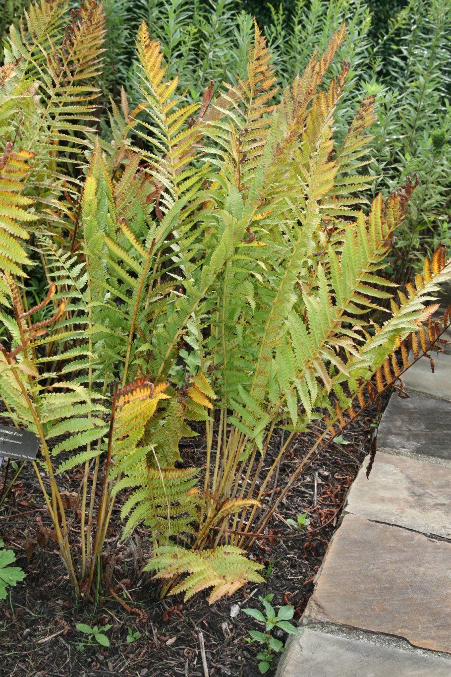 Осмунда коричная