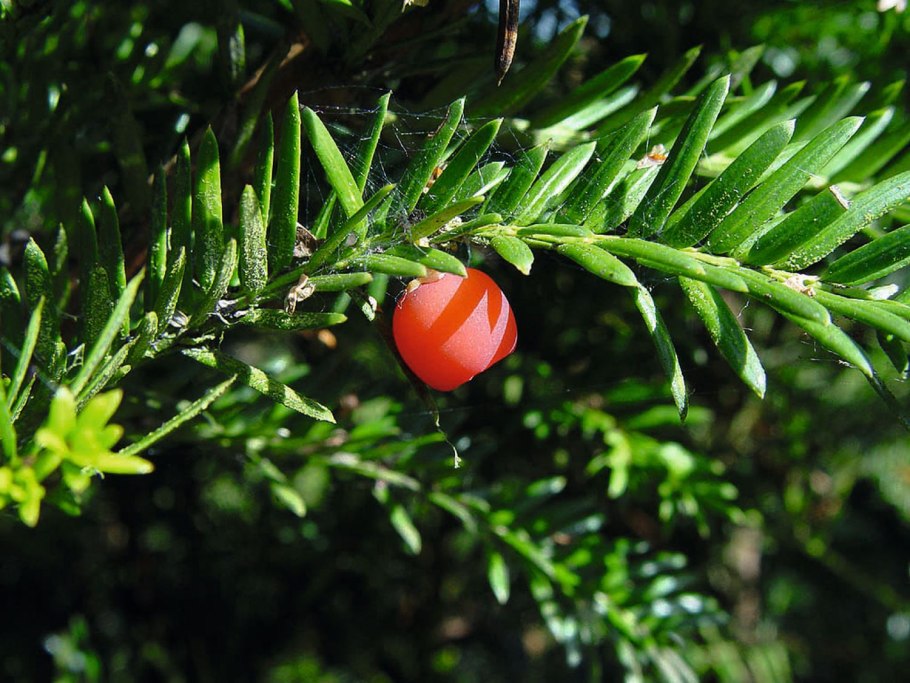 Тисс ягодный (taxus baccata