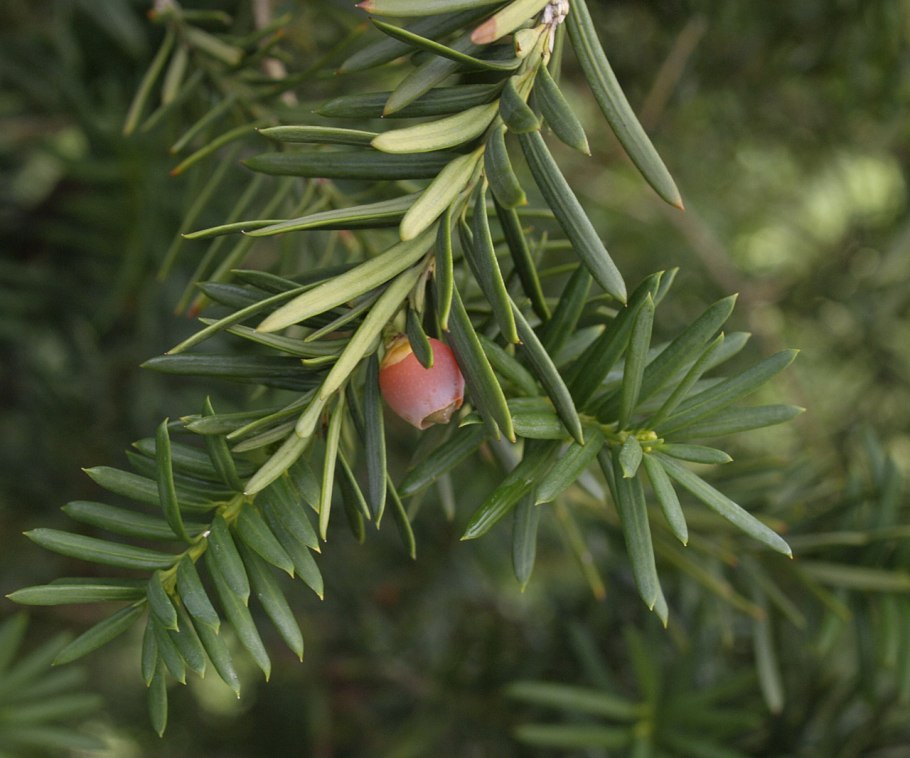 Тисс taxus baccata