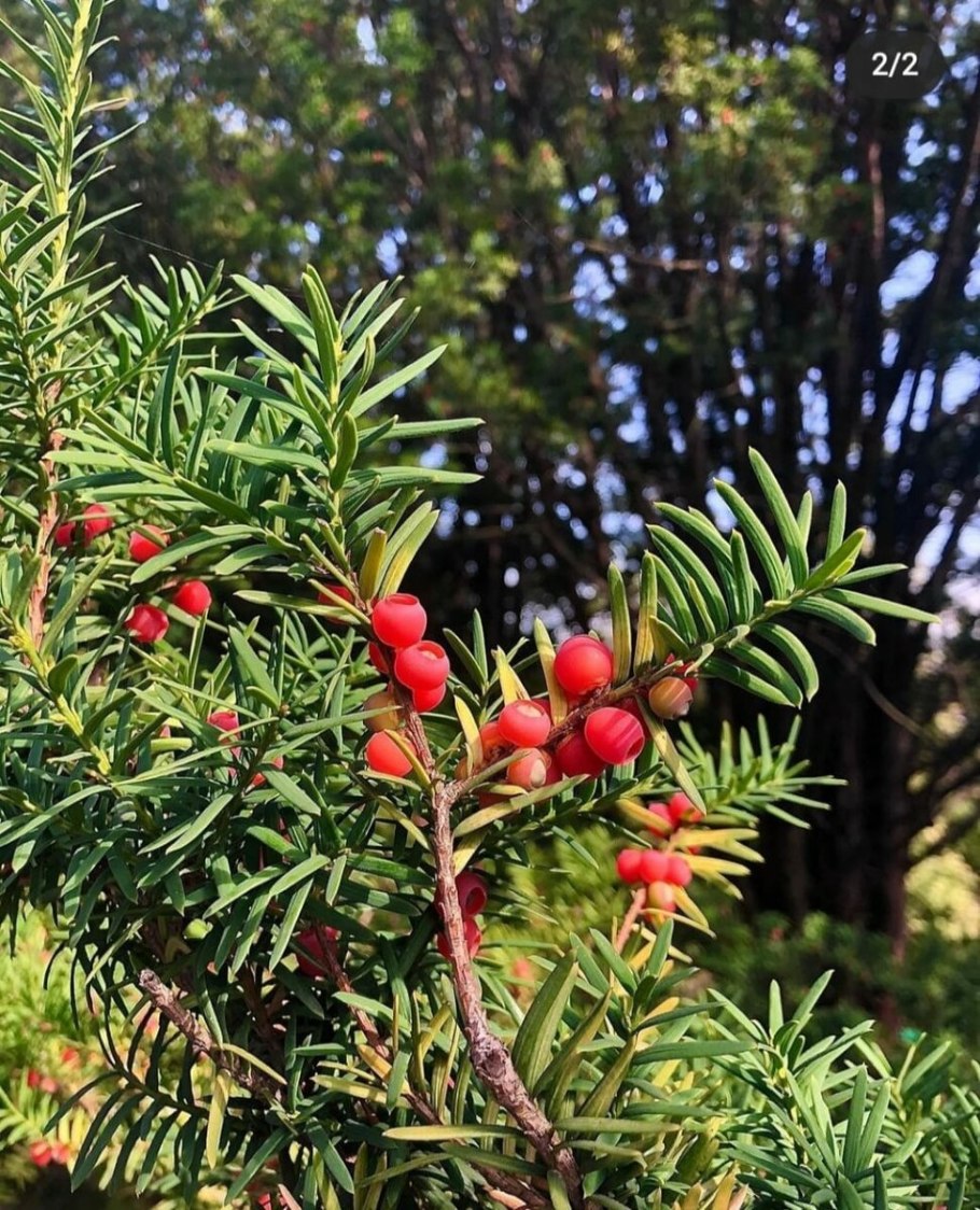 Тис ягодный (Taxus baccata David p9)