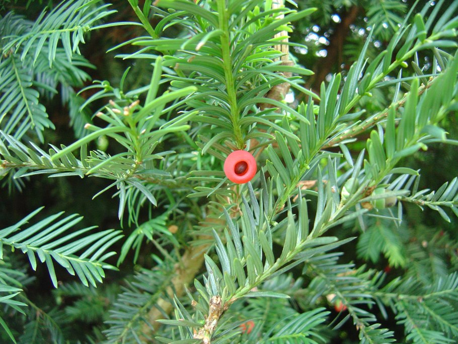 Taxus baccata