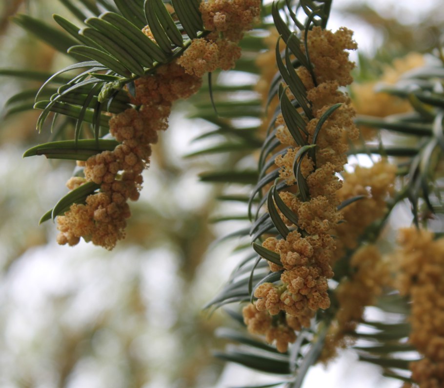 Кавказский биосферный заповедник тис ягодный