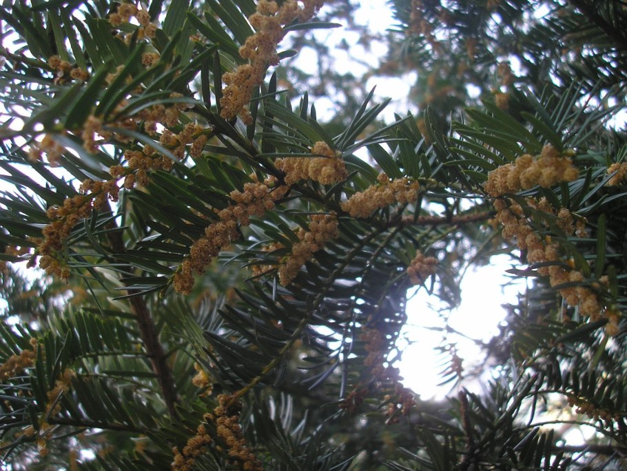 Тисс ягодный Summergold