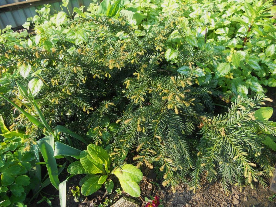 Тисс ягодный elegantissima