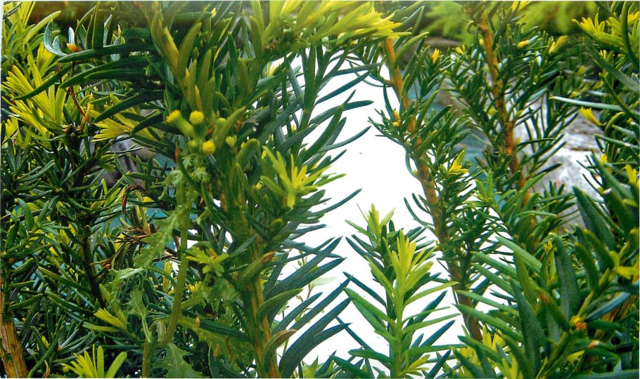 Taxus baccata елка