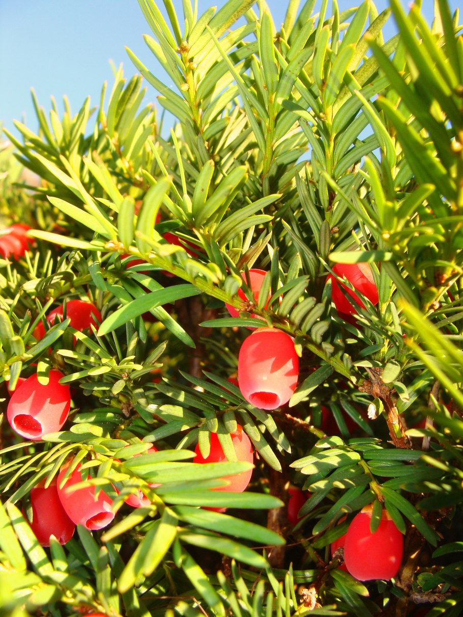 Тис ягодный taxus baccata