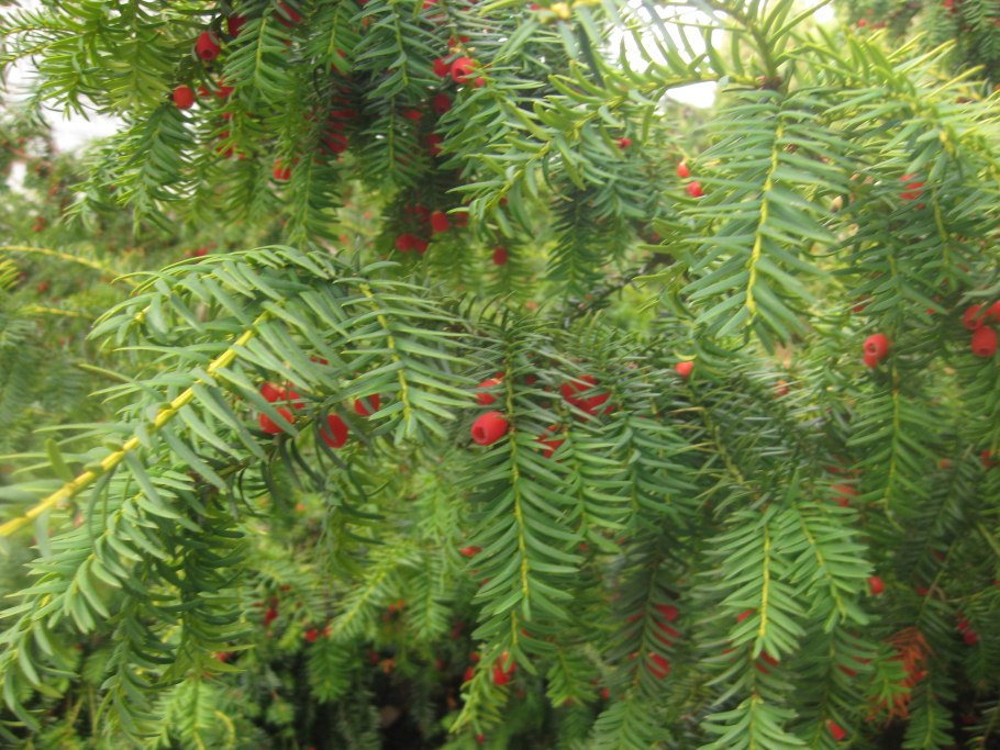 Тис ягодный (сорт 'elegantissima')
