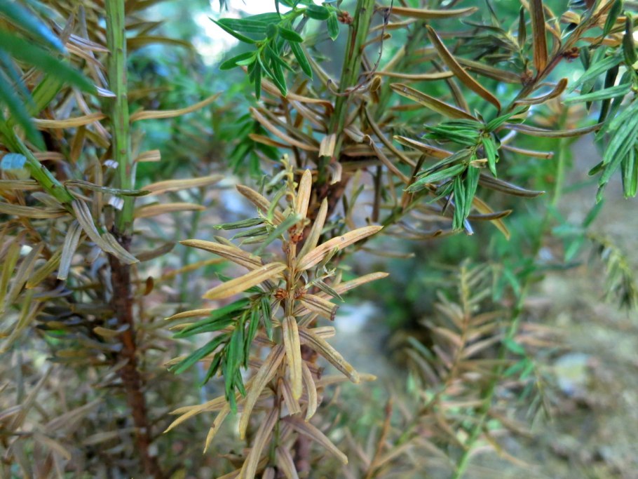 Вредители Тиса