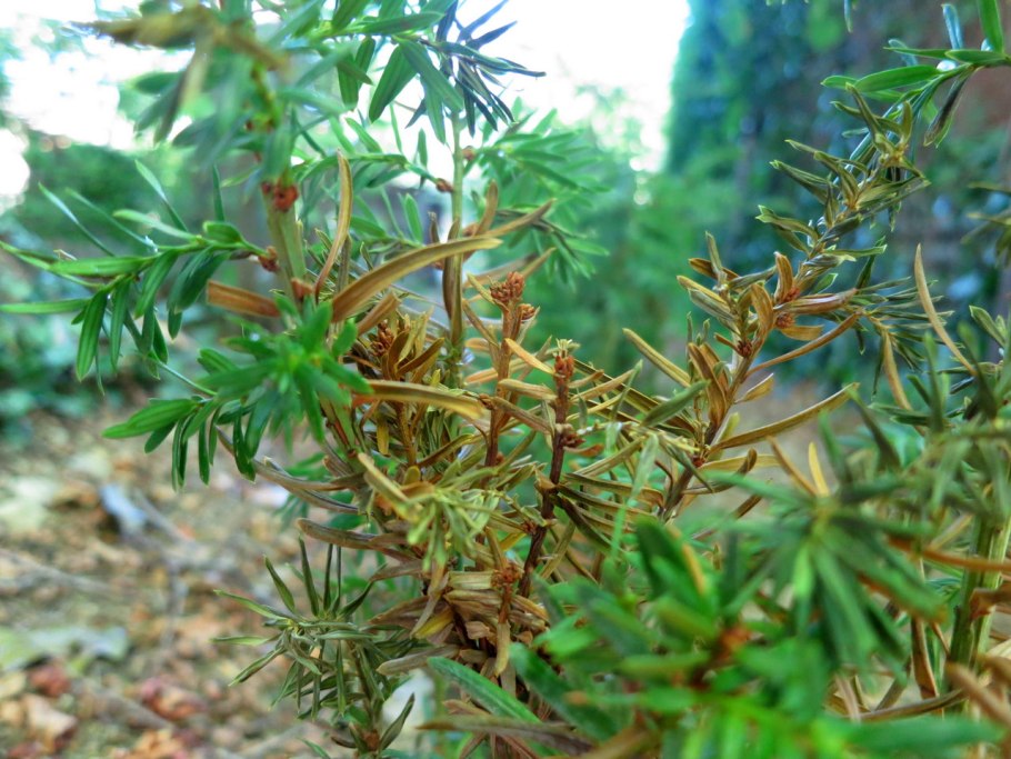 Тис ягодный Давид — Taxus baccata David