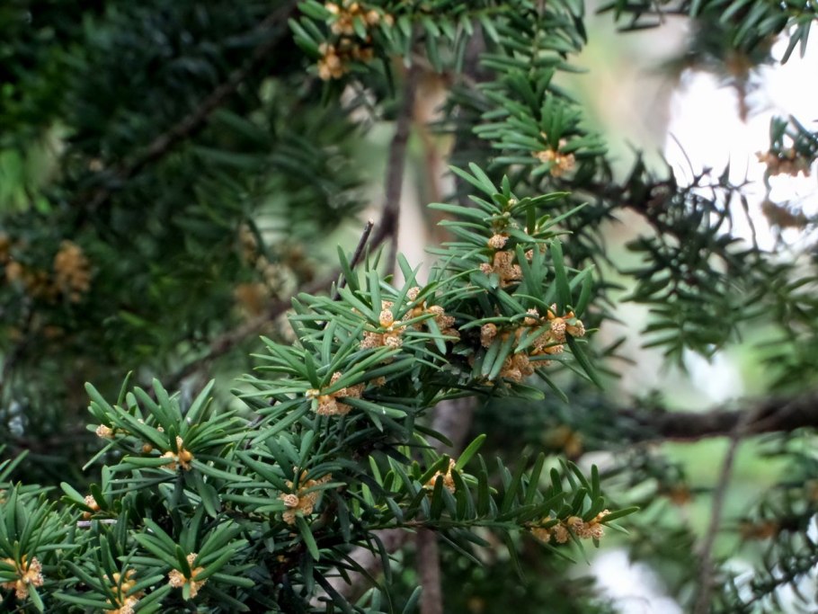 Тис Бакката микро