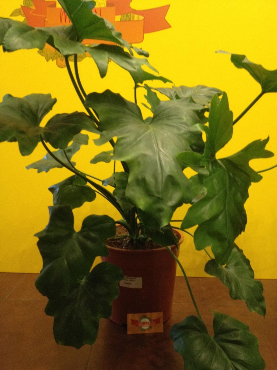 Филодендрон Araceae