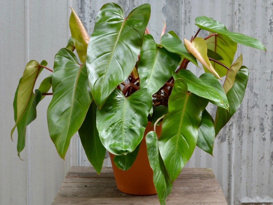 Филодендрон Araceae