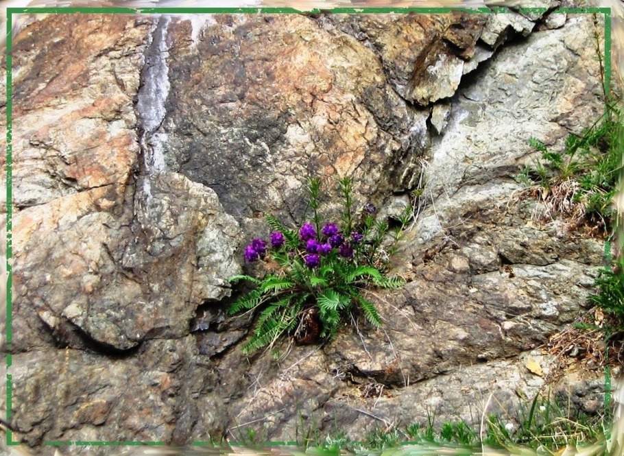 Растения на скалах