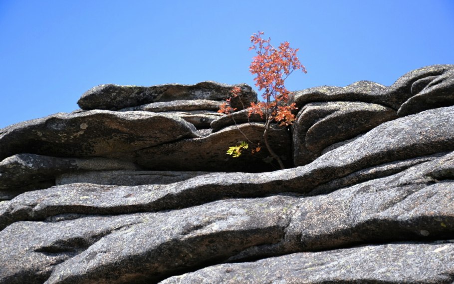 Дерево растущее на скале