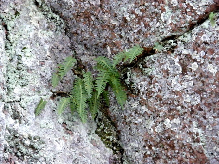Скальные горные породы