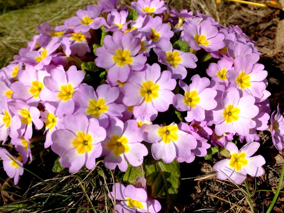 Примула обыкновенная Первоцветные