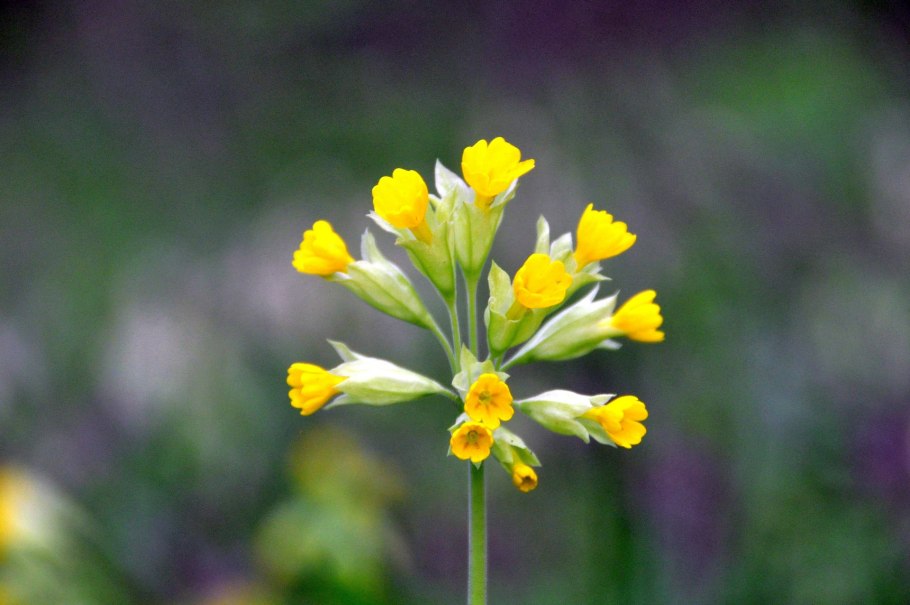 Первоцвет весенний примула баранчики