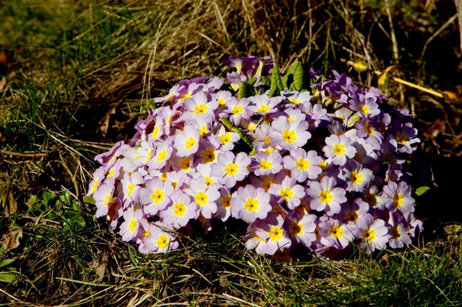 Примула сиккимская