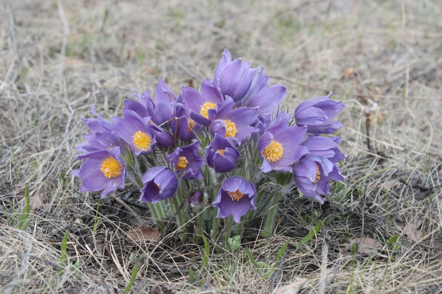 Первоцветы Севастополя