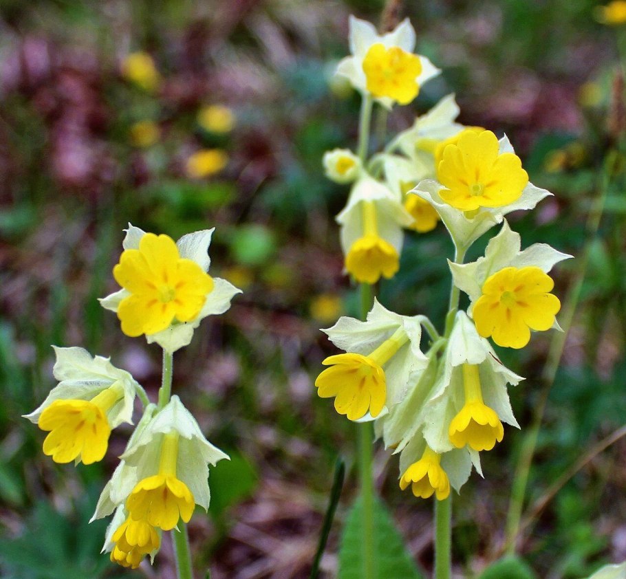 Первоцвет крупночашечный