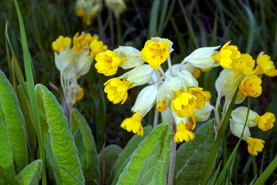 Первоцвет весенний лекарственный примула