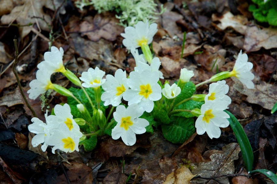 Примула обычная