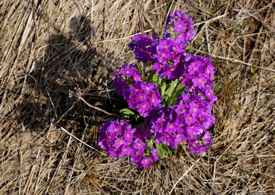 Примула Кавказская