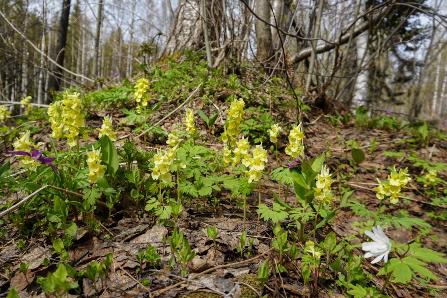 Первоцветы Забайкалья