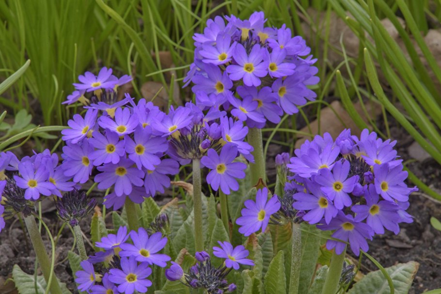 Примула мелкозубчатая Кашмериана