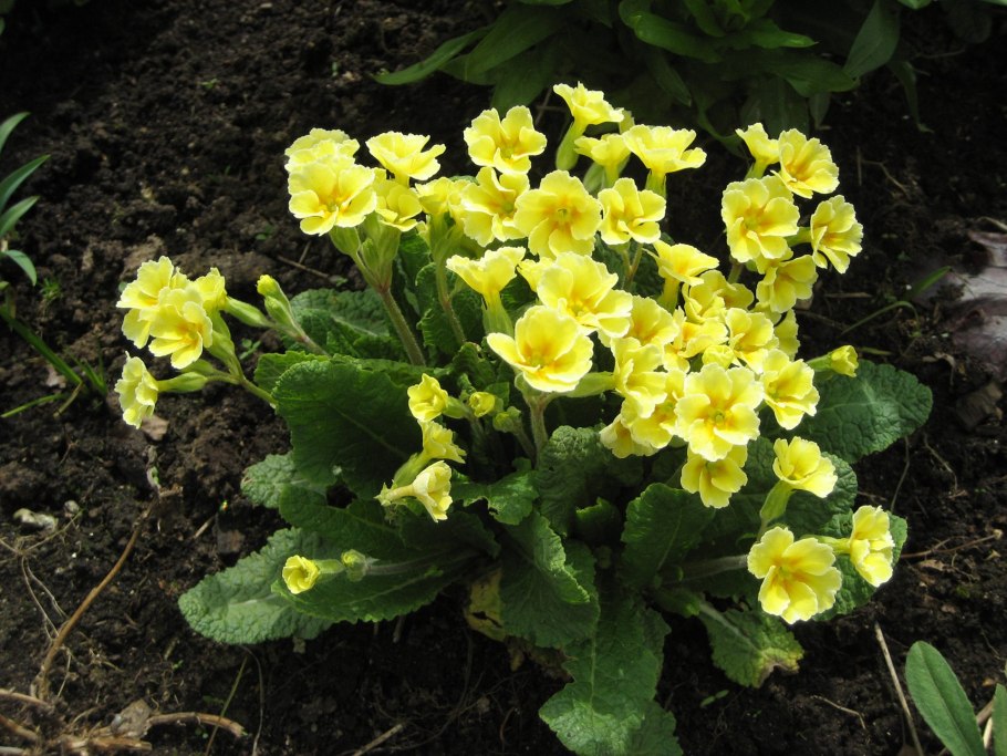 Первоцвет прострел