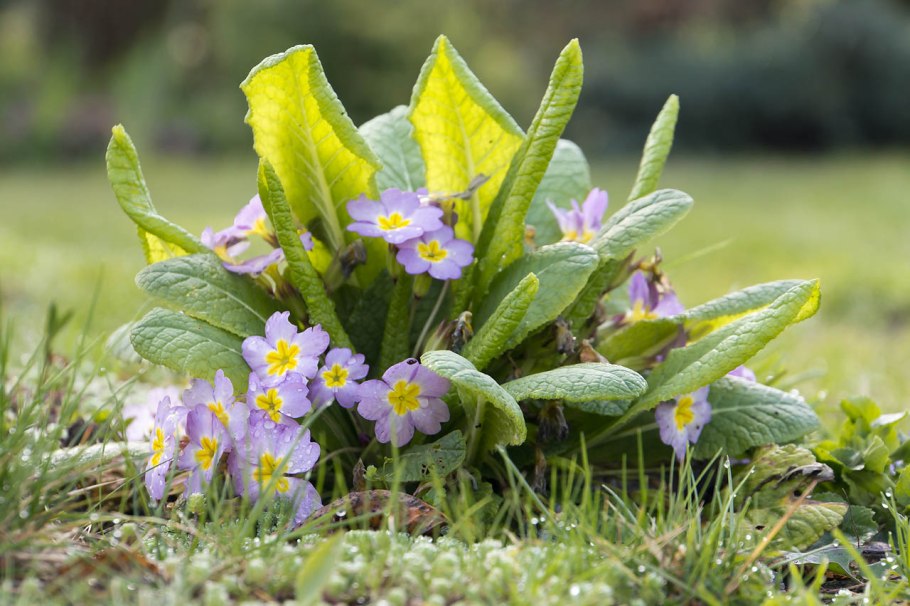 Весенние сиреневые первоцветы