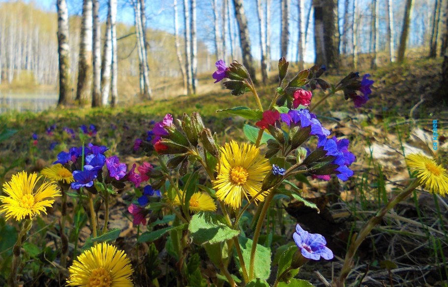 Примула высокая (Primula elatior),