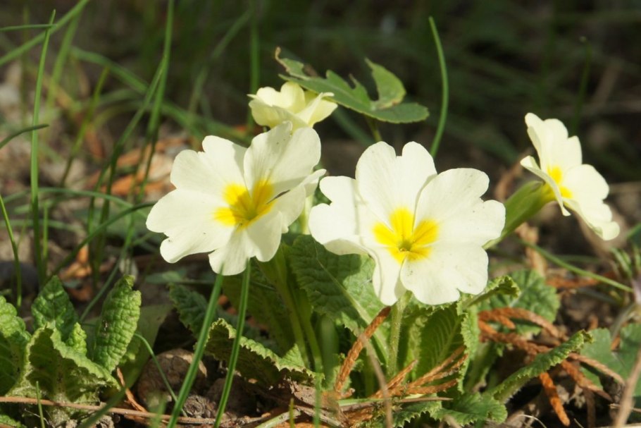 Первоцветы Пермского края