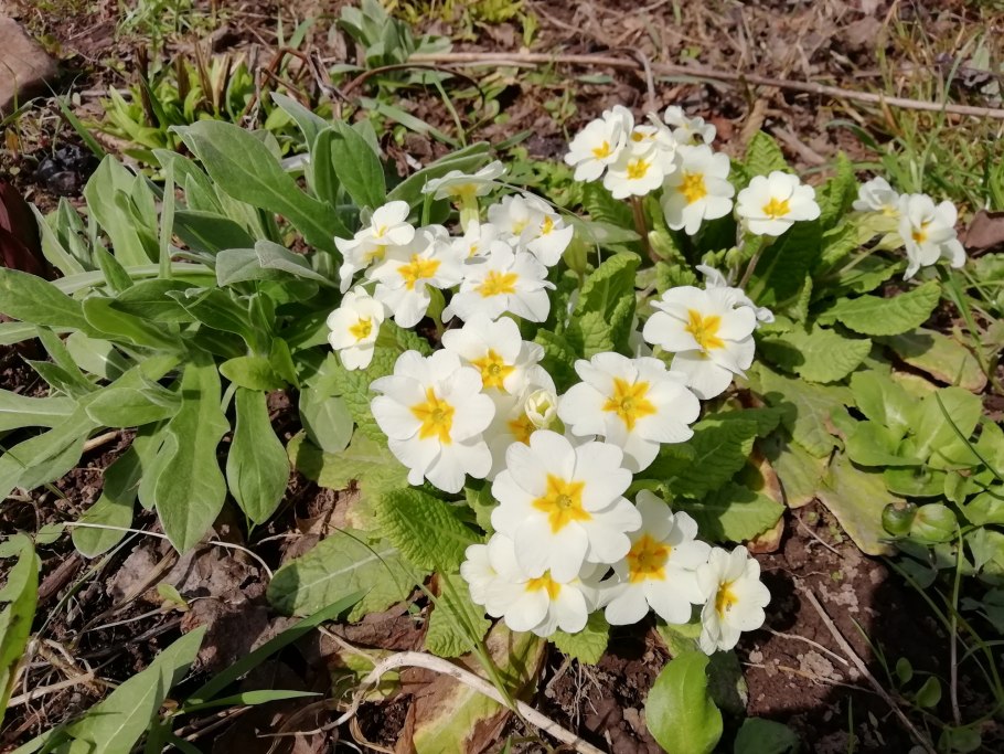 Примула розовая Лесная