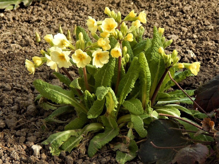 Примула длинноножковая