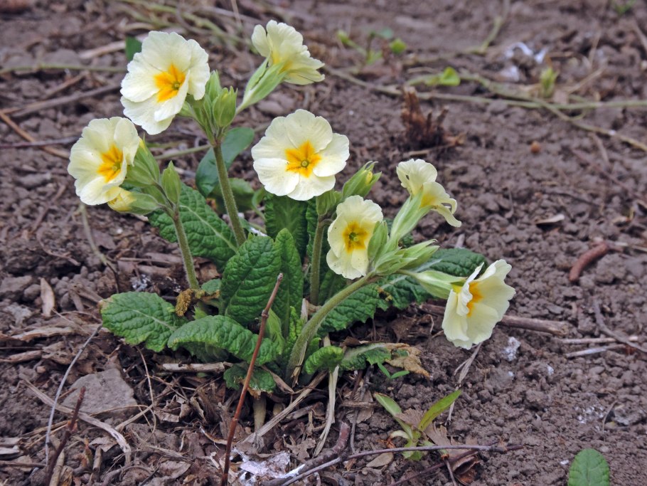 Примула Сибторпа